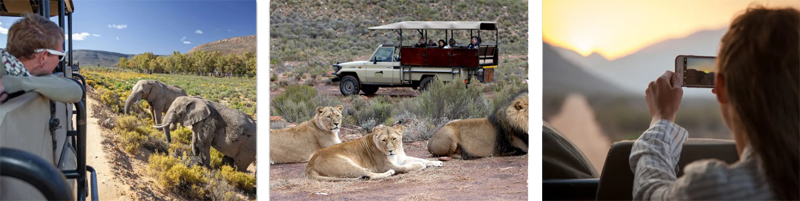 Safari RPA Aquila Park wyjazdy | BP Gryf